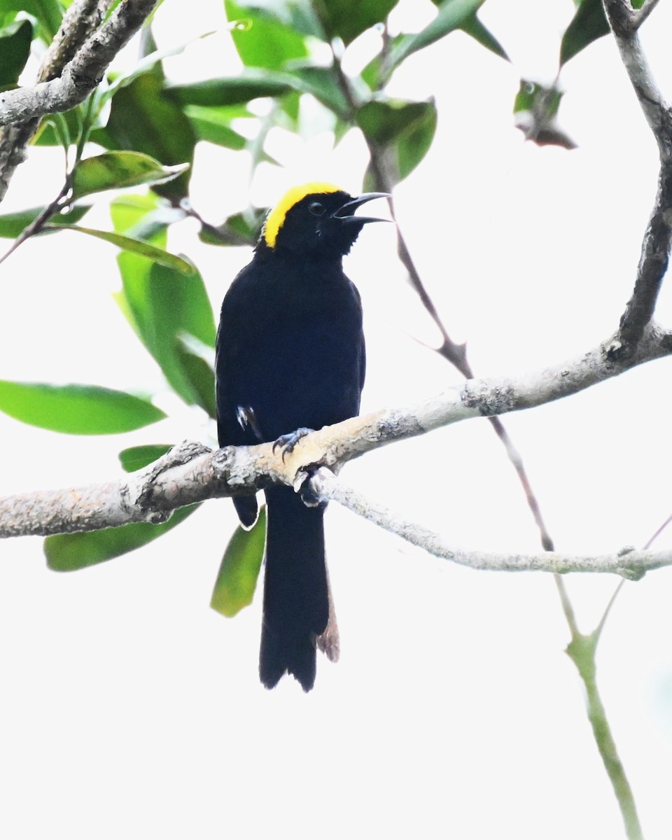 Epaulet Oriole (Moriche) - ML646678855