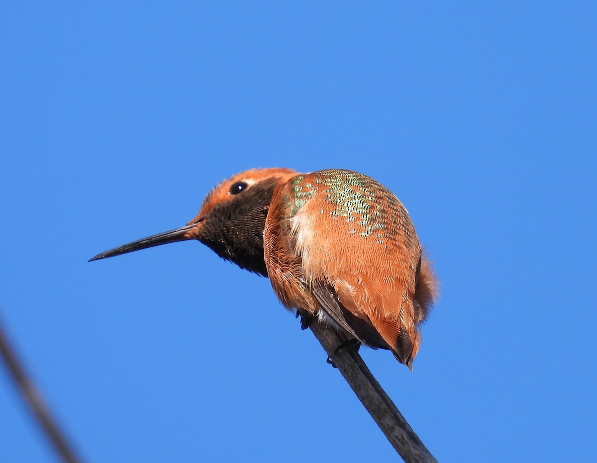 Allen's Hummingbird - ML646678856