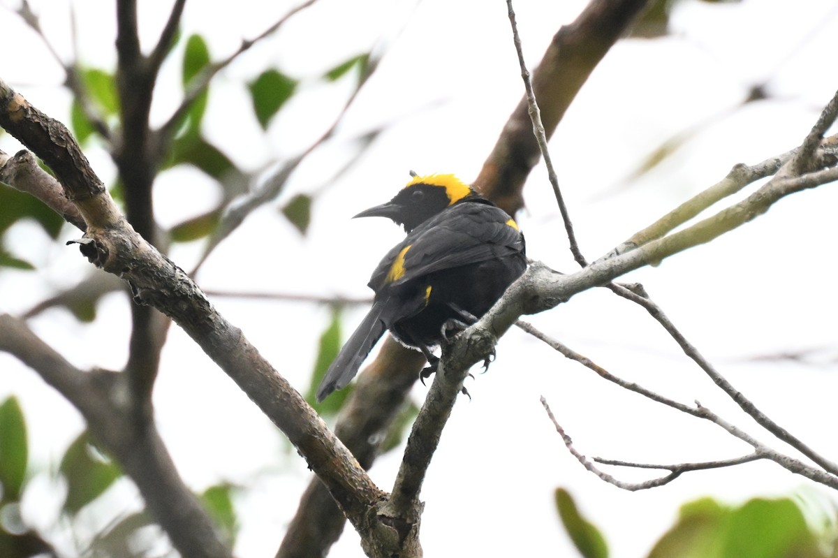 Epaulet Oriole (Moriche) - ML646678857