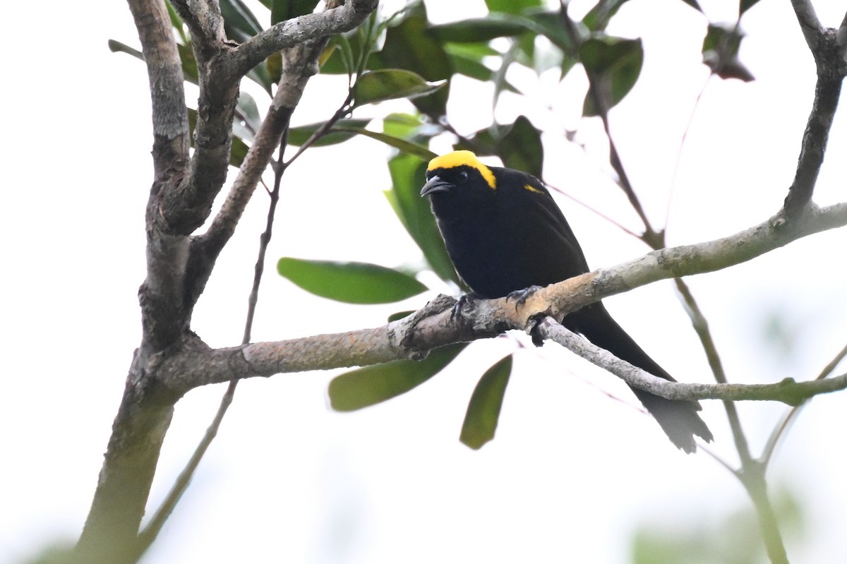 Epaulet Oriole (Moriche) - ML646678858