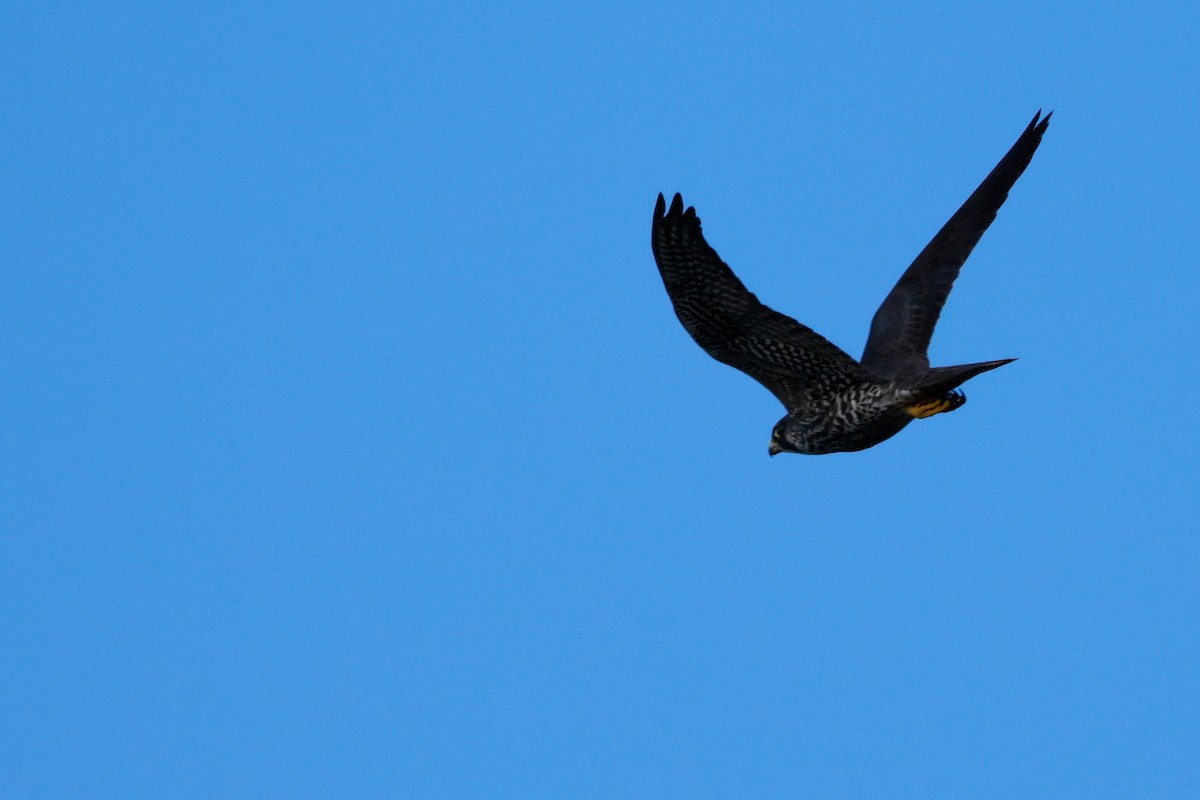 遊隼 - ML646678859