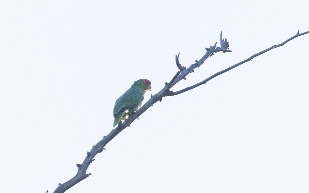 grønnkinnamazon - ML646678876