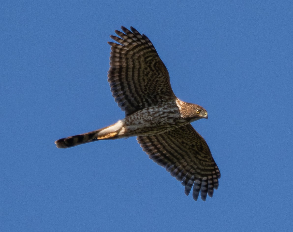 Cooper's Hawk - ML646678877