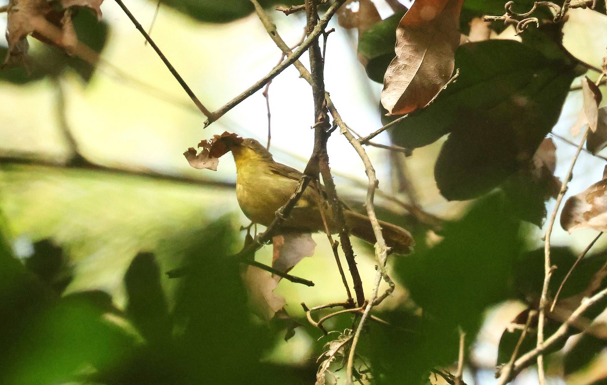 Icterine Greenbul - ML646678878