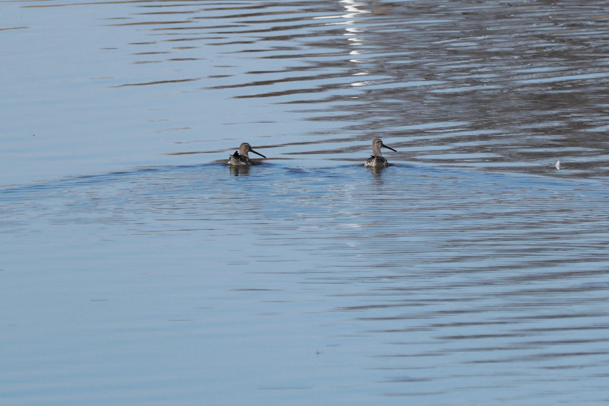 Limnodromo pettorossiccio - ML646678879