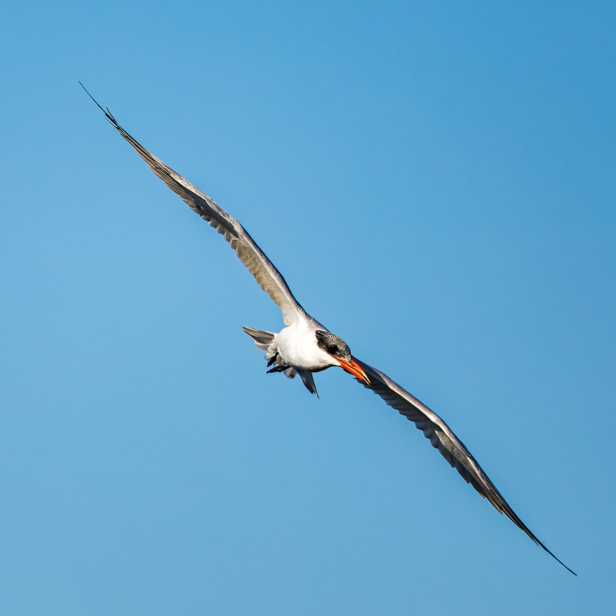 Caspian Tern - ML646678880