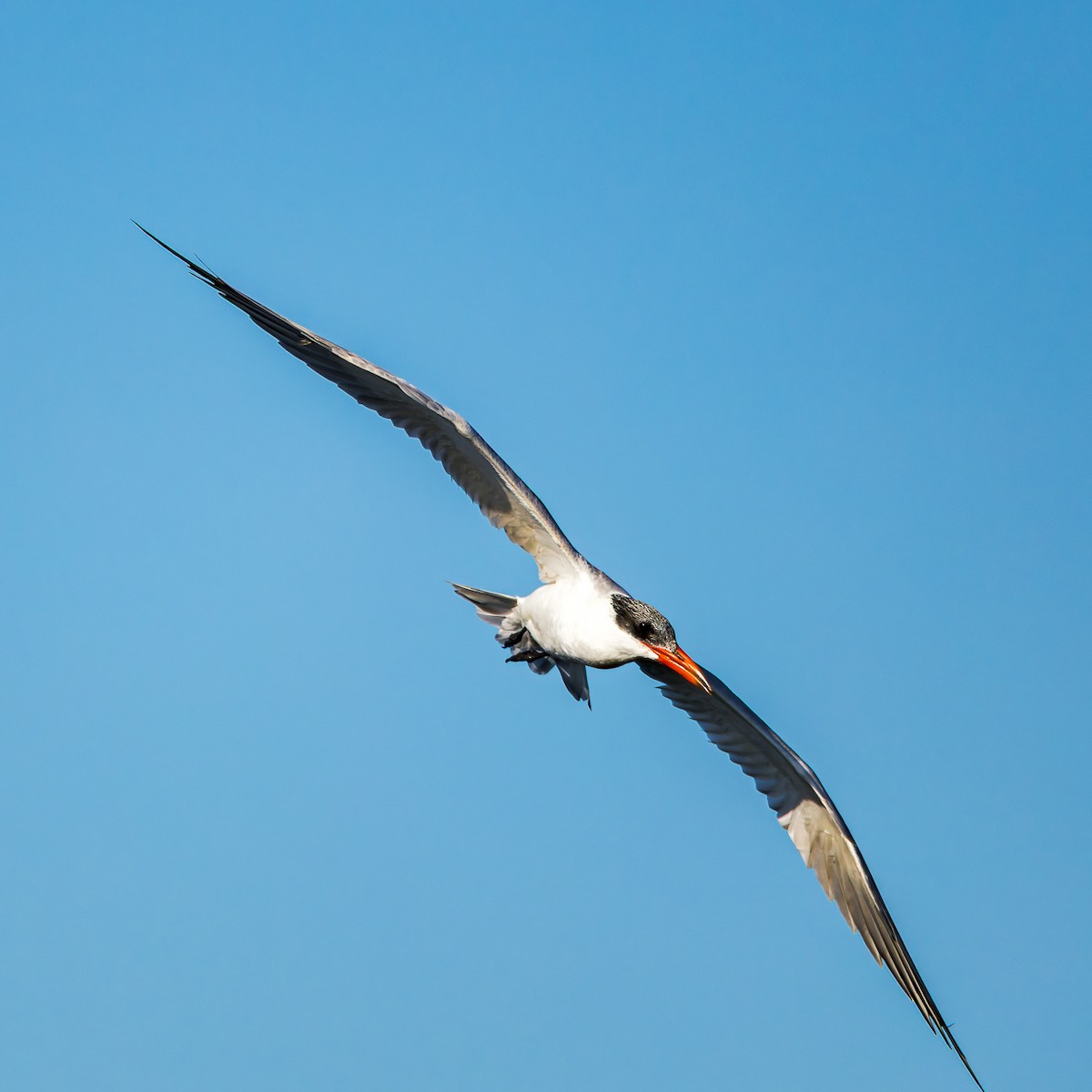 Caspian Tern - ML646678881