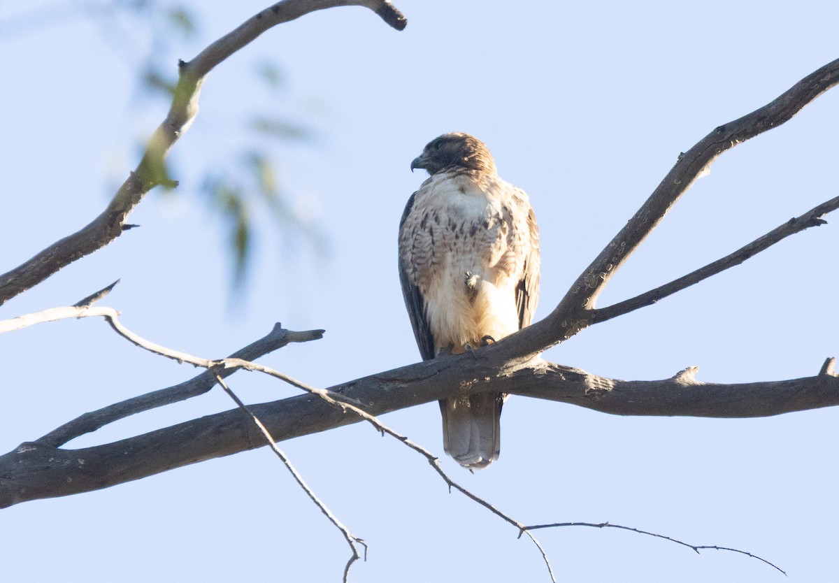 rødstjertvåk - ML646678882