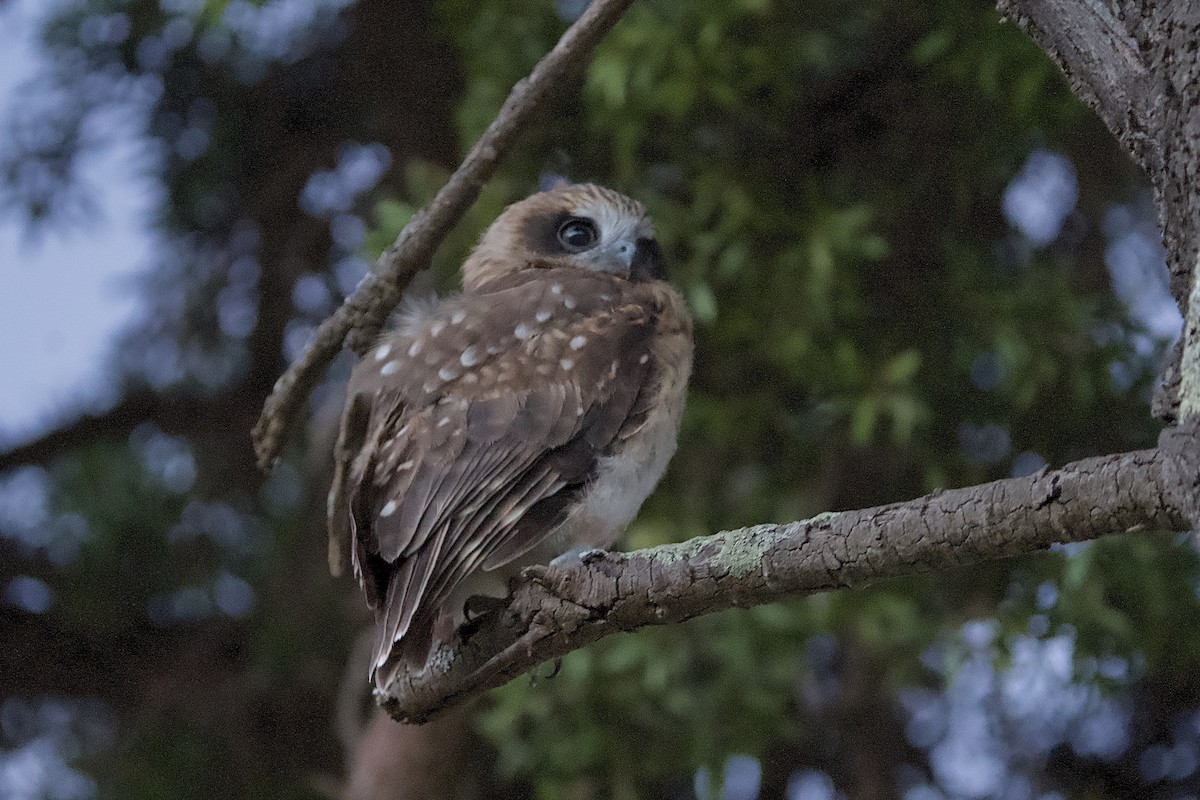 Australian Boobook - ML646678885