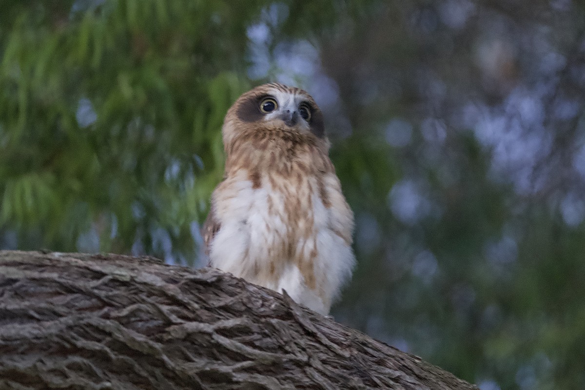 Australian Boobook - ML646678886