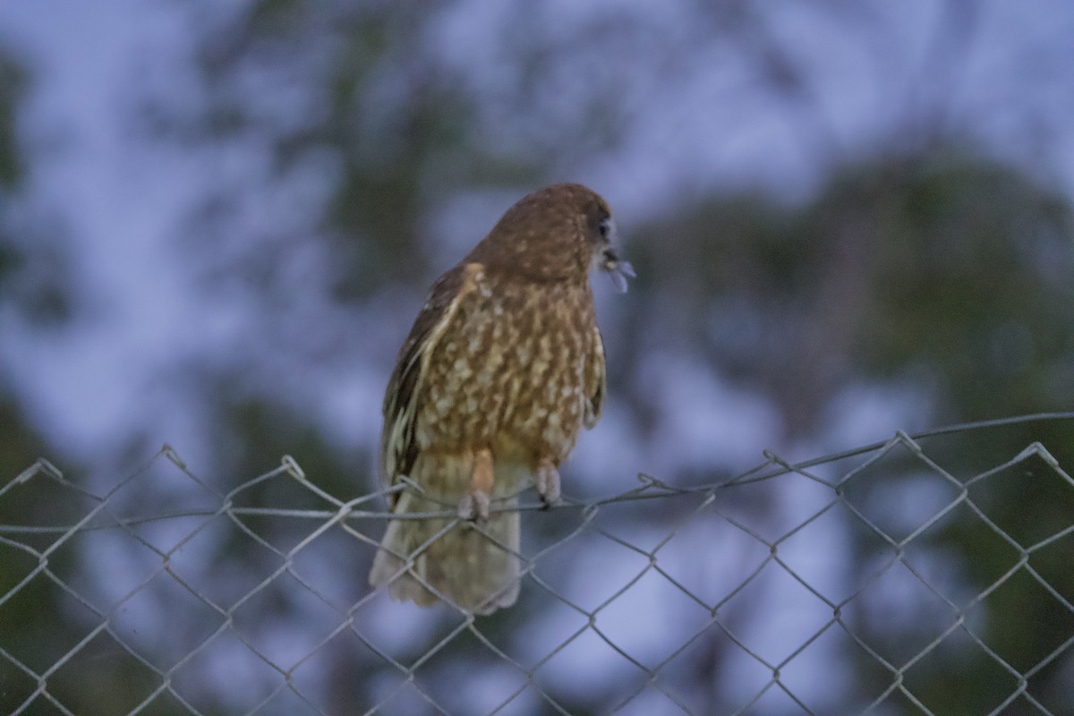 Australian Boobook - ML646678887