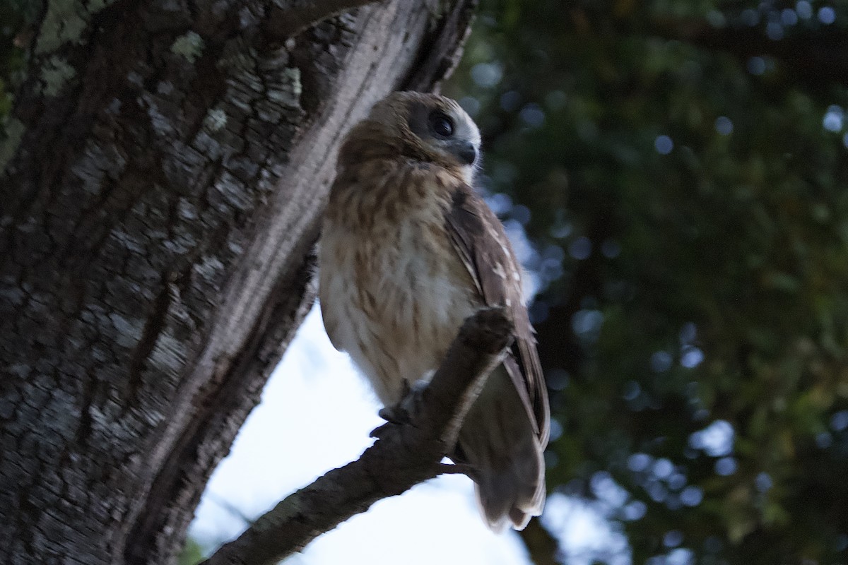 Australian Boobook - ML646678888