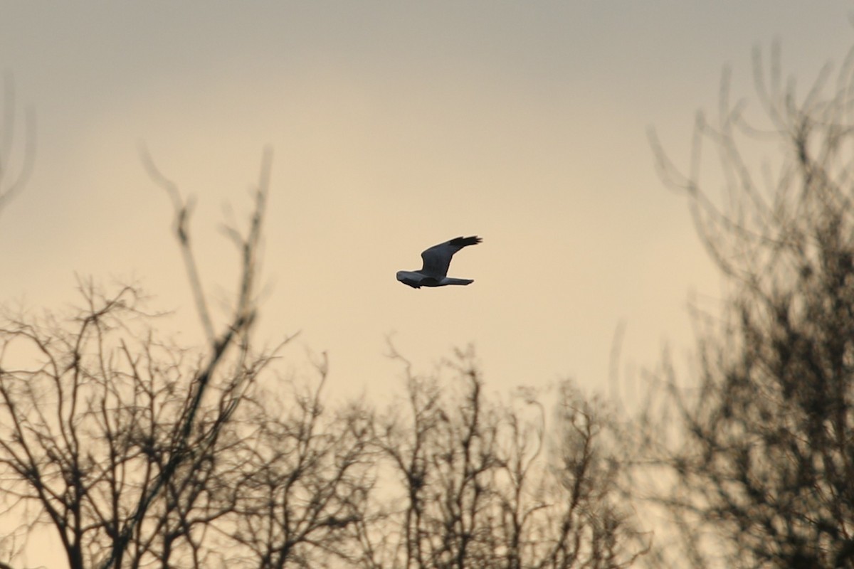 Hen Harrier - ML646678891