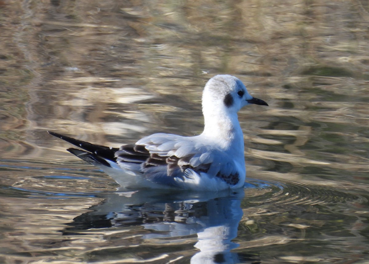 Bonaparte antxeta - ML646678895