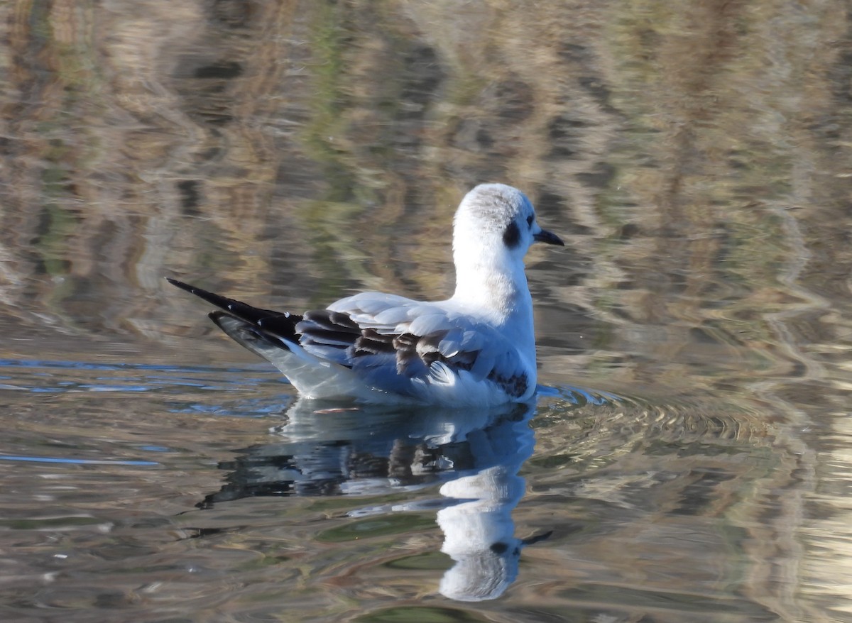 Bonaparte antxeta - ML646678896