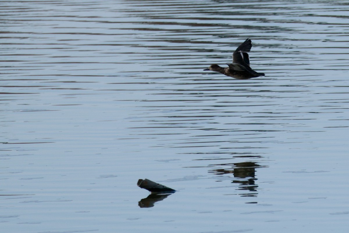 Canapiglia - ML646678897