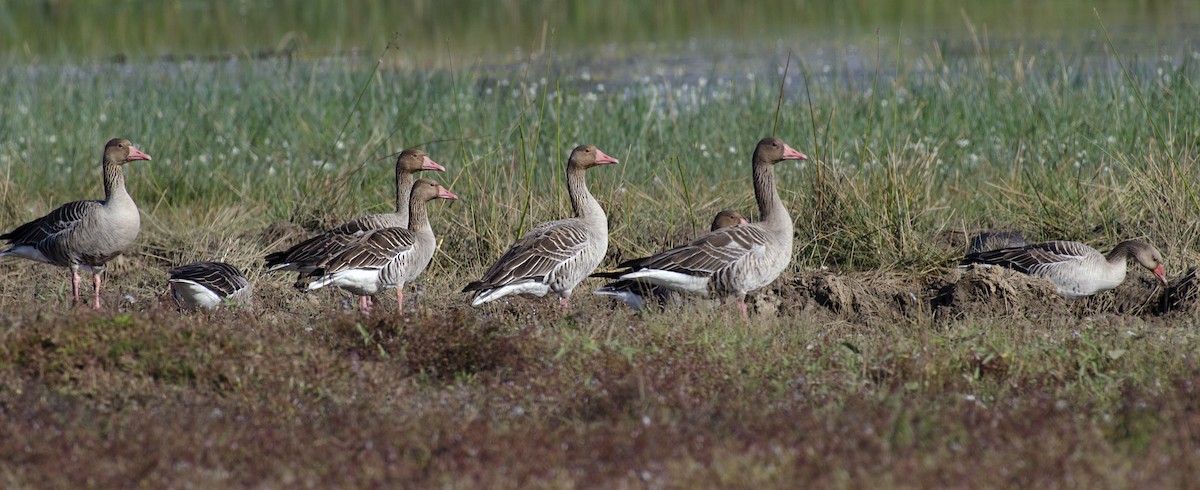 grågås - ML646678904