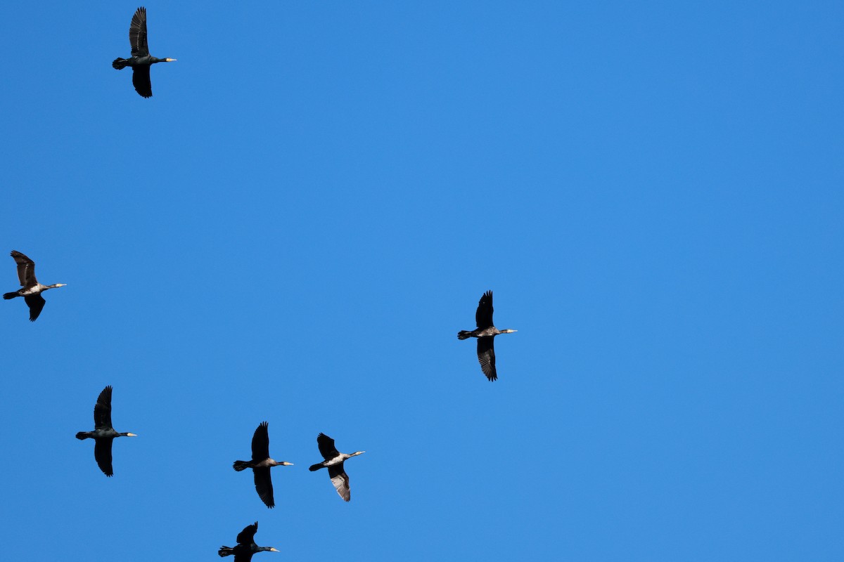 Great Cormorant - ML646678905