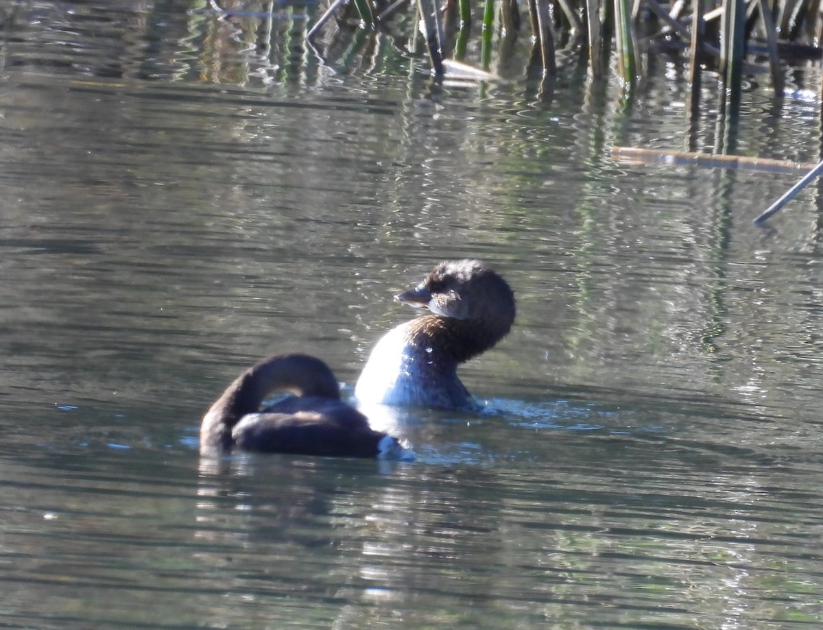 Txilinporta mokolodia - ML646678907