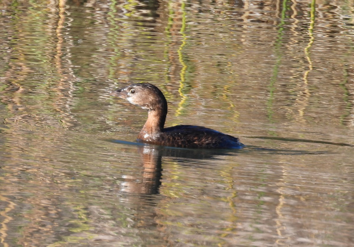 Txilinporta mokolodia - ML646678908