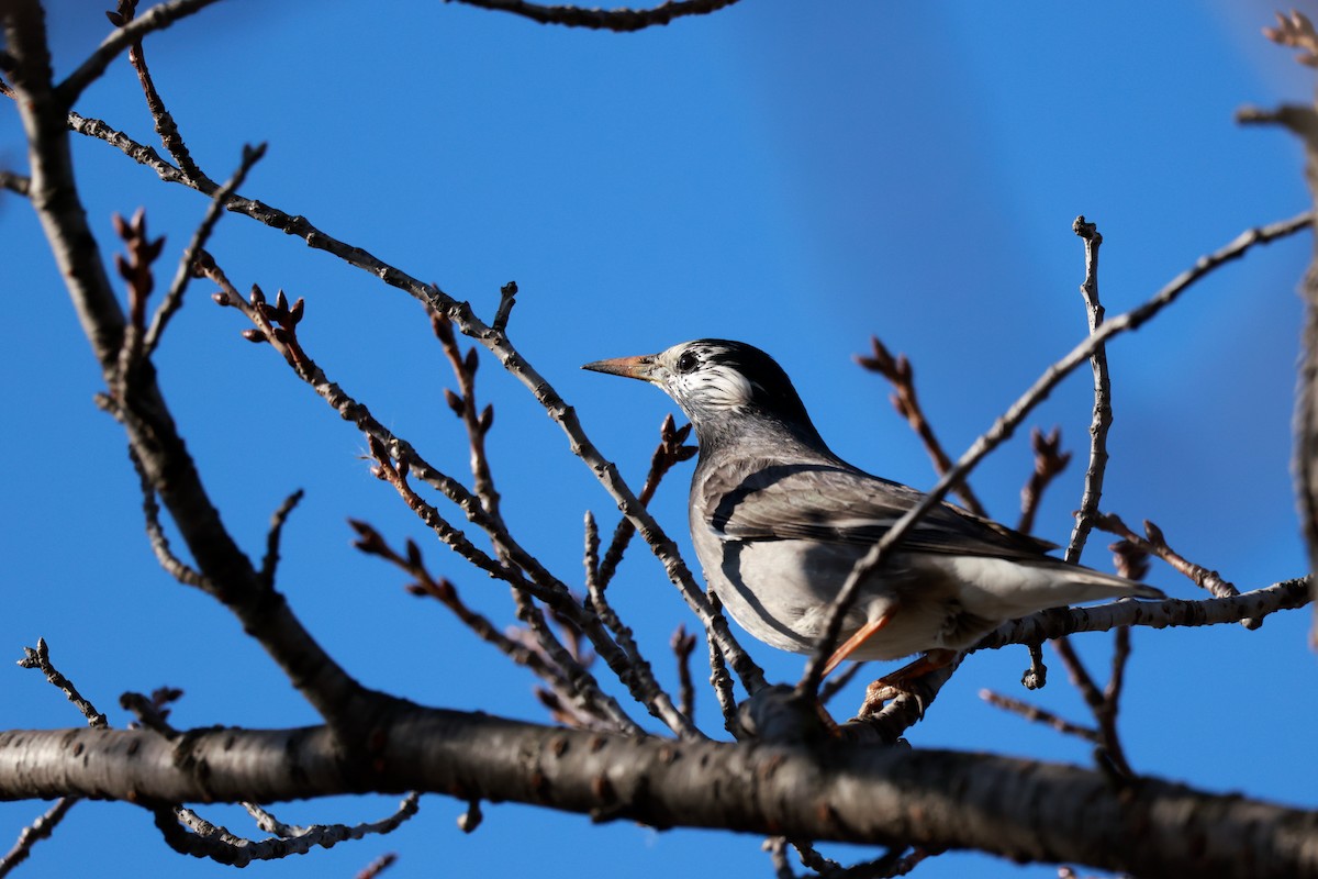 White-cheeked Starling - ML646678909