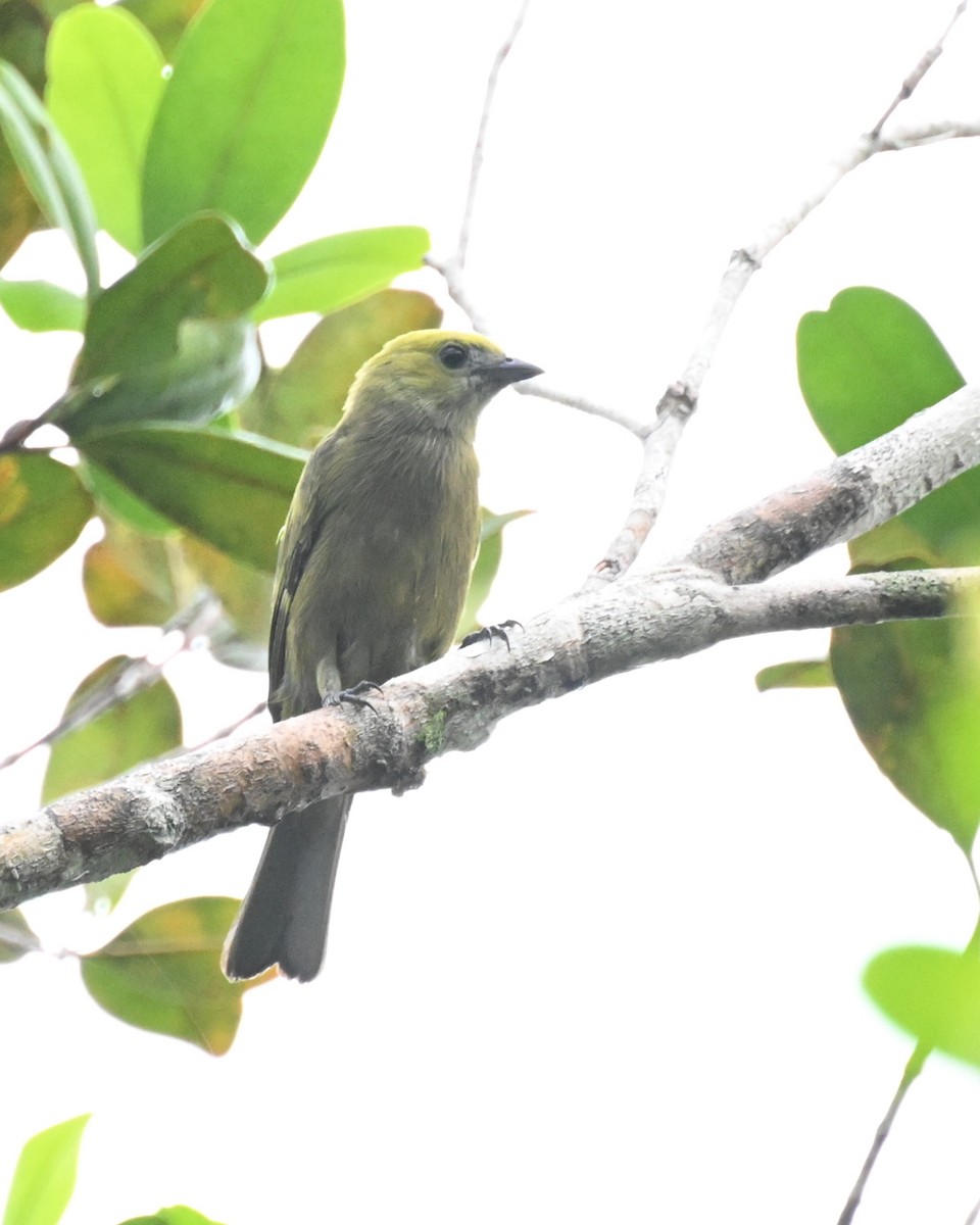 Tangara des palmiers - ML646678914