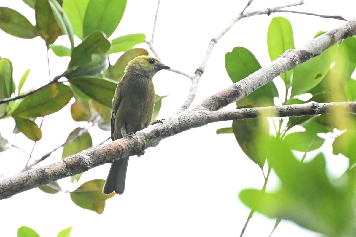 Tangara des palmiers - ML646678915