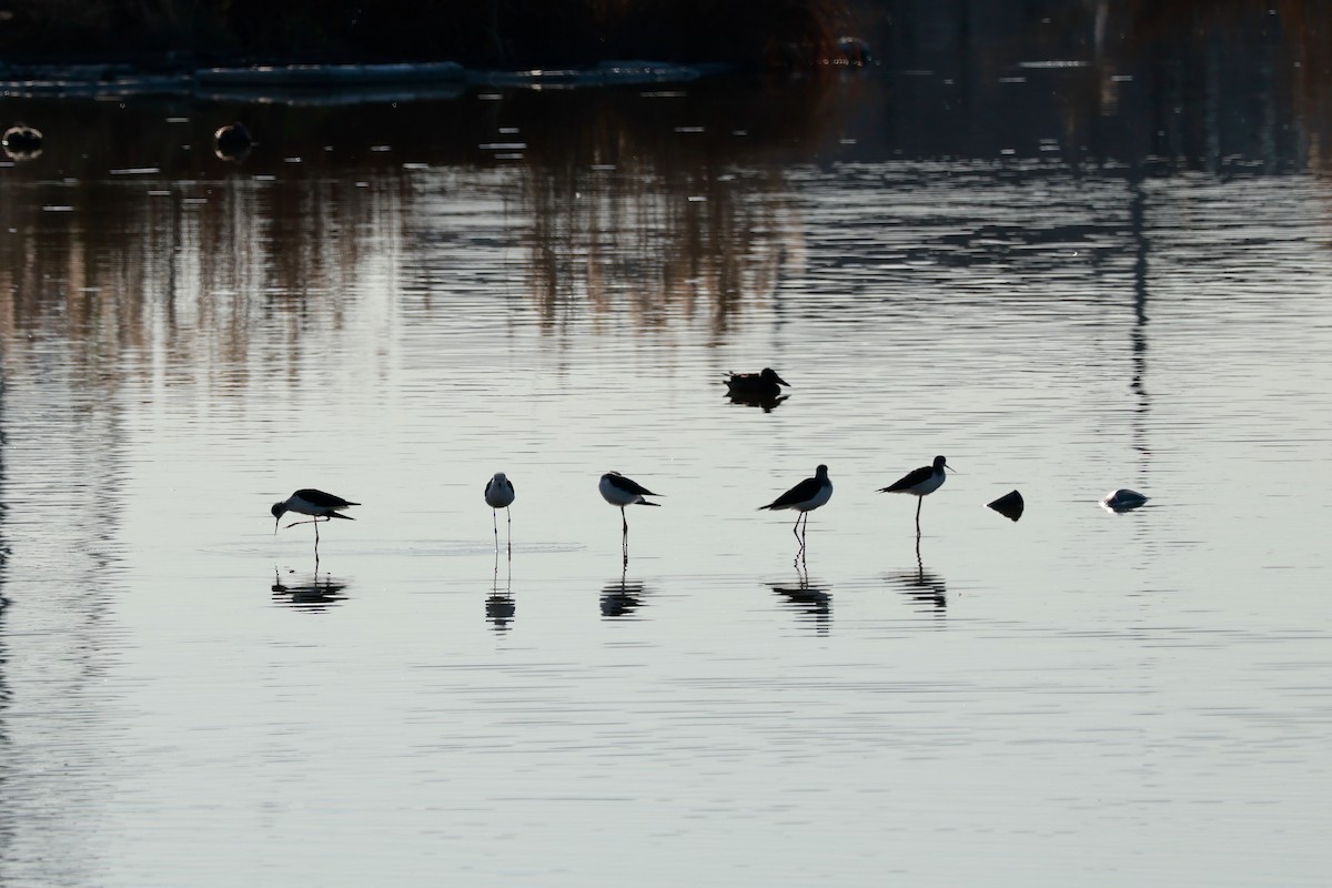 Cavaliere d'Italia - ML646678916