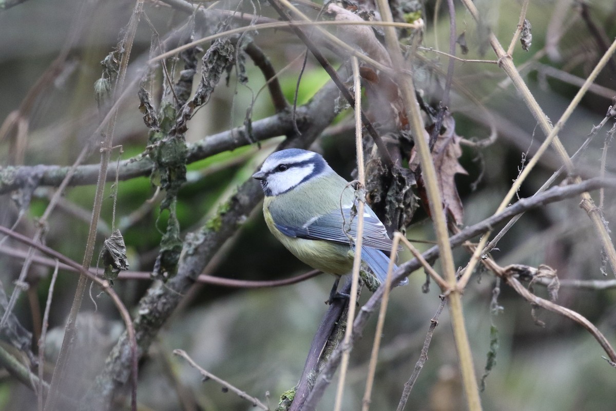 Eurasian Blue Tit - ML646678920