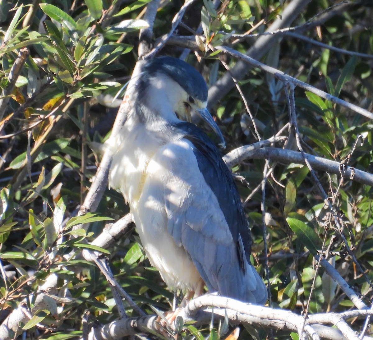 Amiltxori arrunta - ML646678921