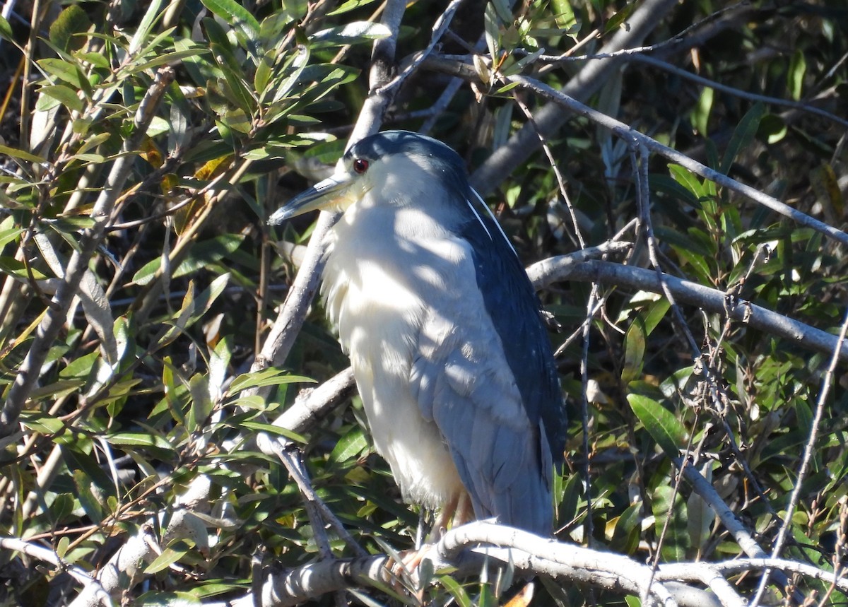 Amiltxori arrunta - ML646678922