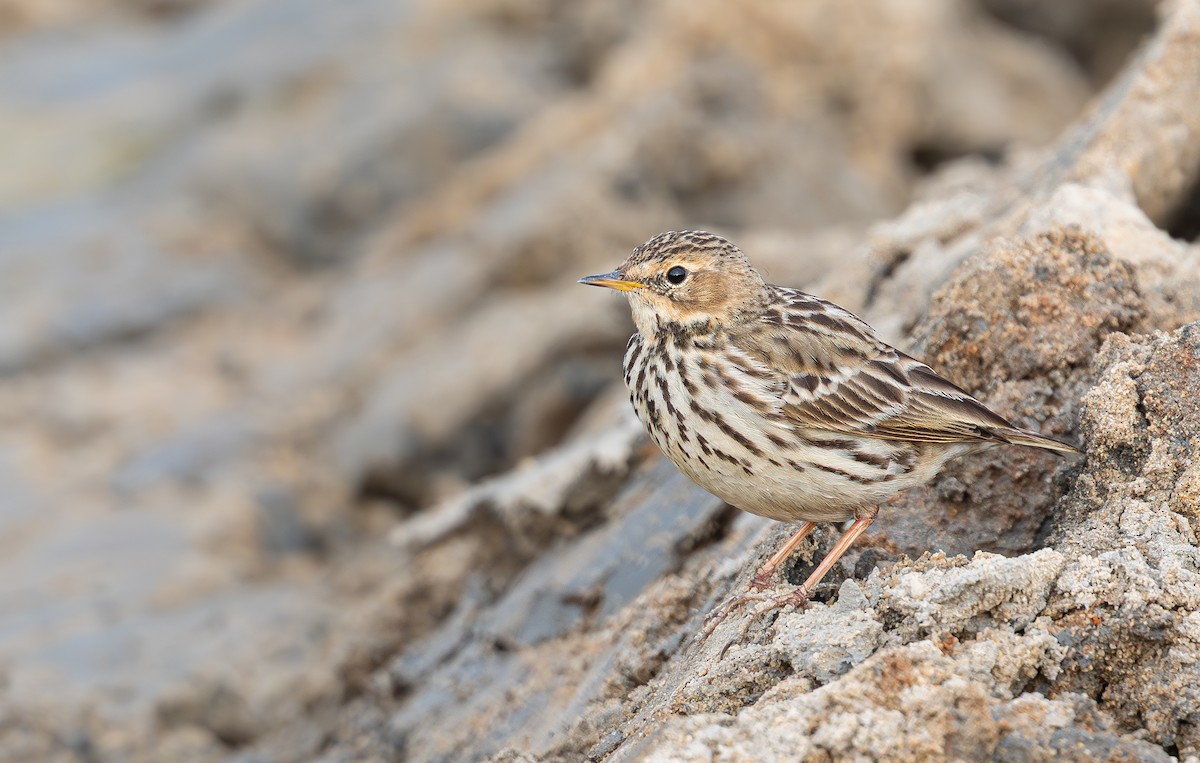 Краснозобый конёк - ML646678923