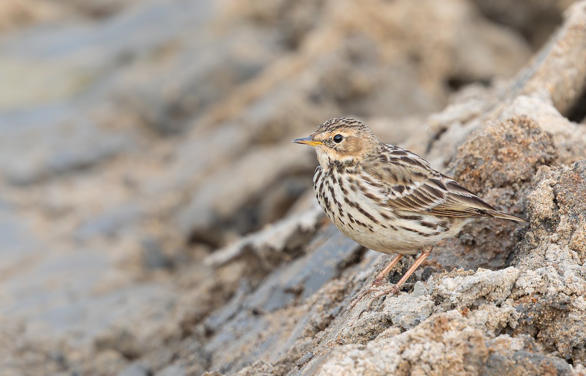 Краснозобый конёк - ML646678924