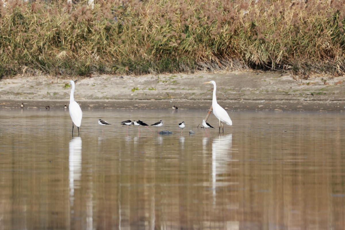 Cavaliere d'Italia - ML646678926