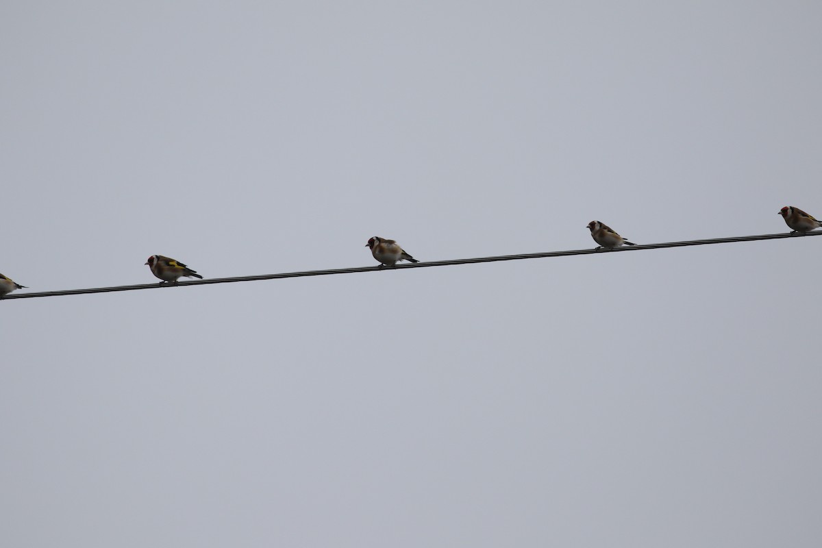 European Goldfinch - ML646678927