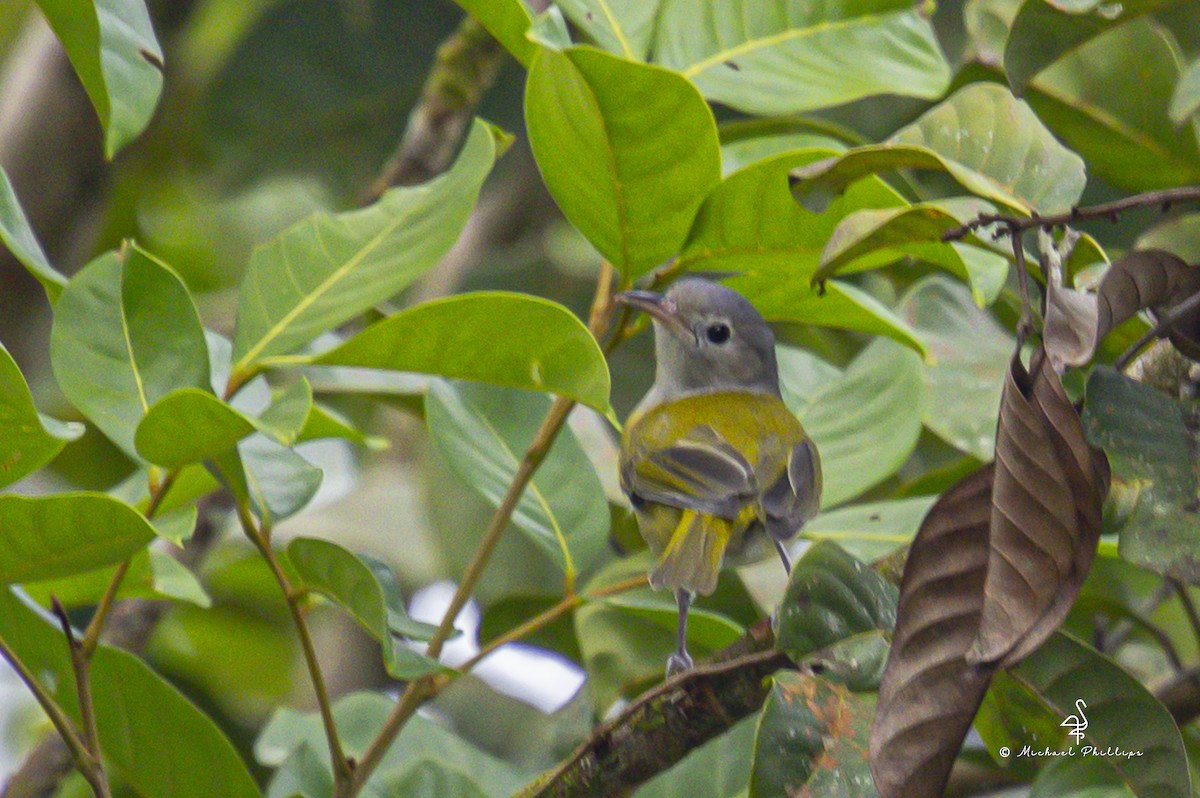 kortstjertvireo - ML646678928