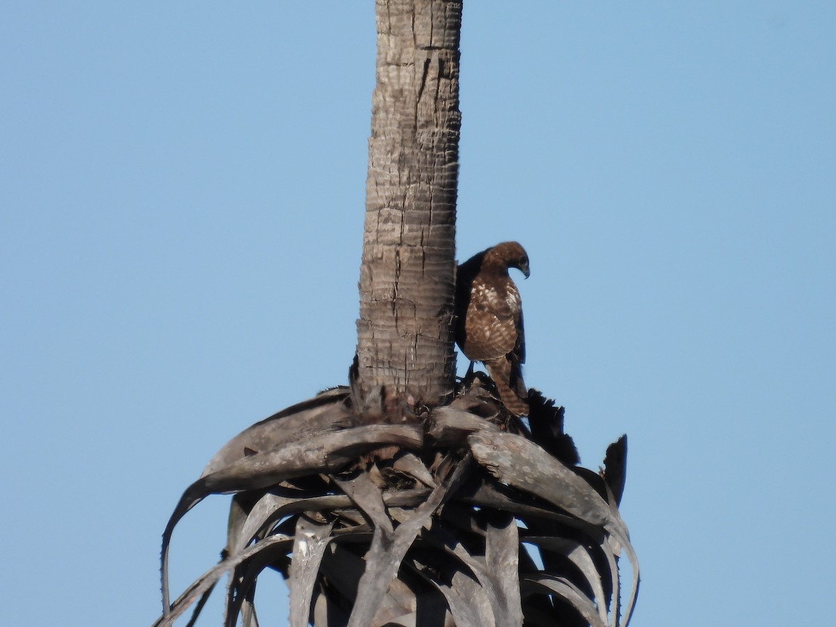 Zapelatz buztangorria - ML646678929