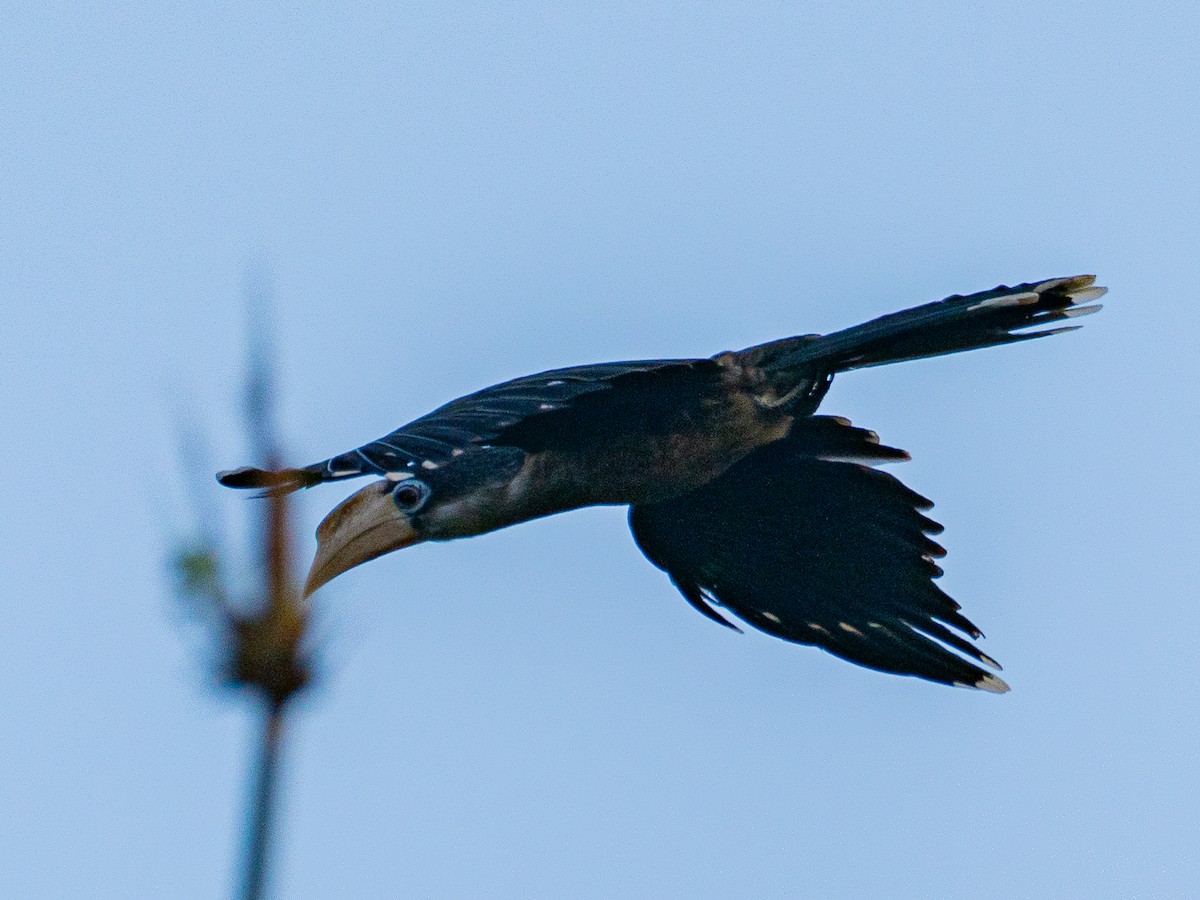 Brown Hornbill - ML646678930