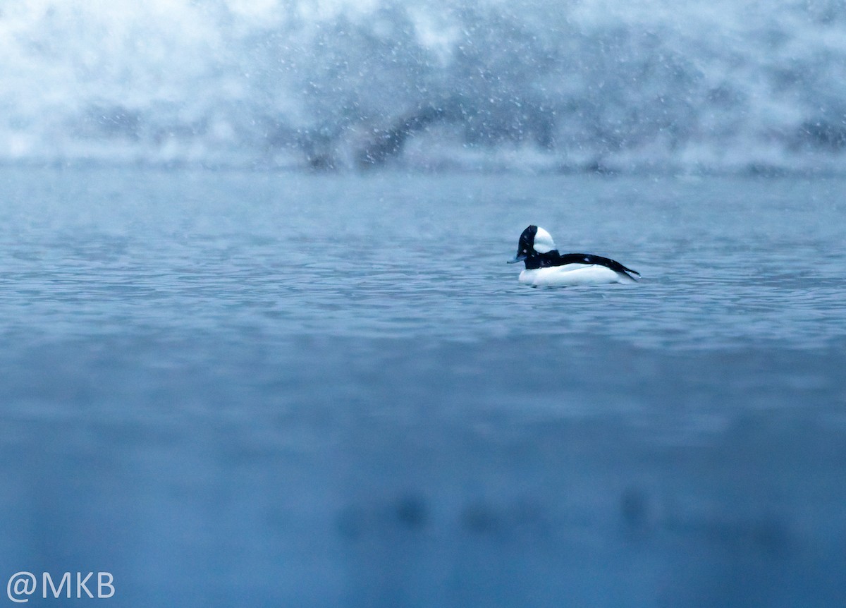 Гоголь малий - ML646678931