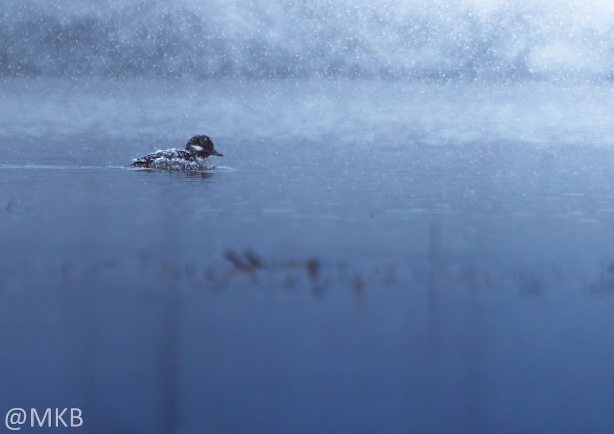 Гоголь малий - ML646678932