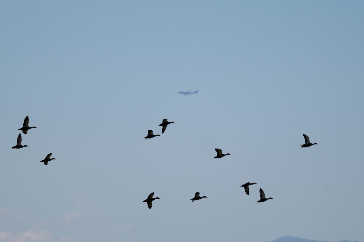 Eastern Spot-billed Duck - ML646678933