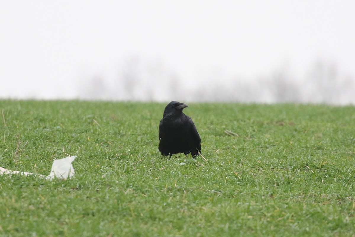 עורב שחור - ML646678935