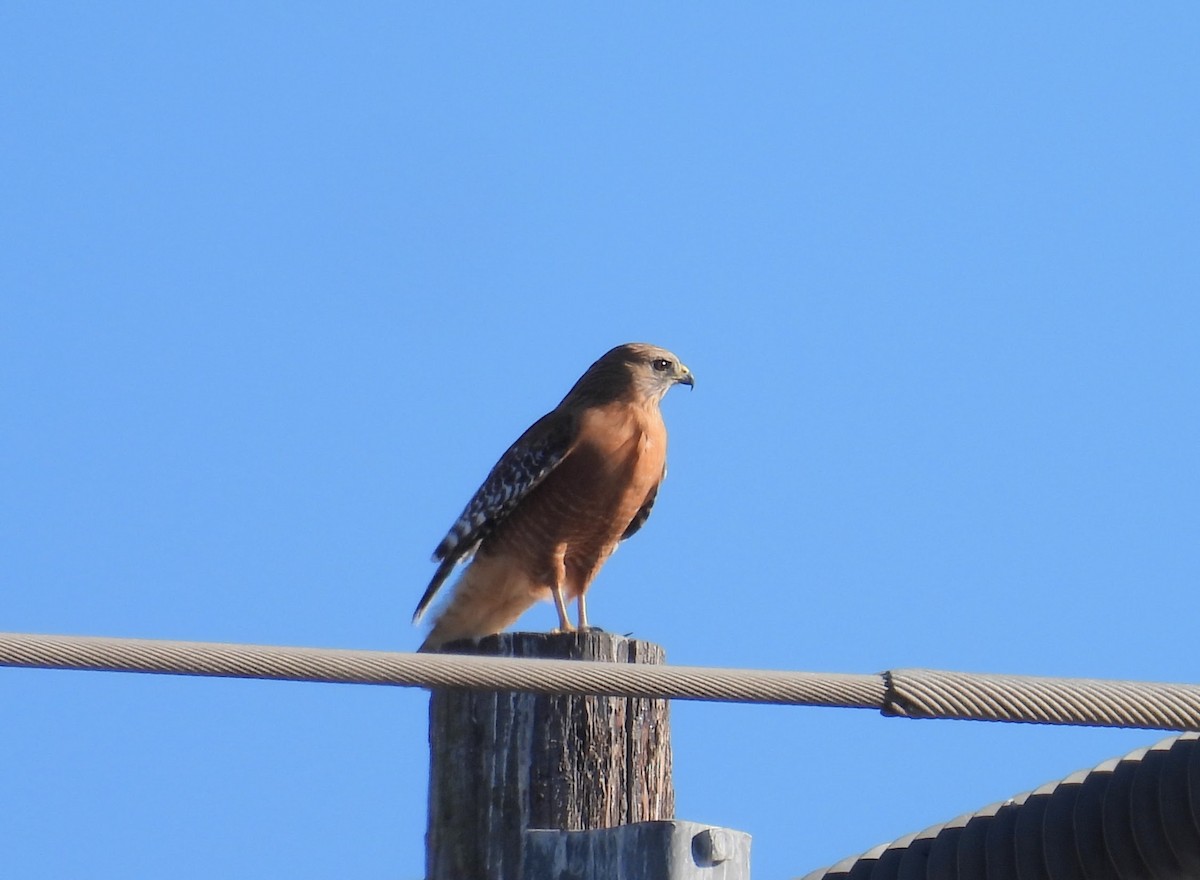 Red-shouldered Hawk - ML646678936