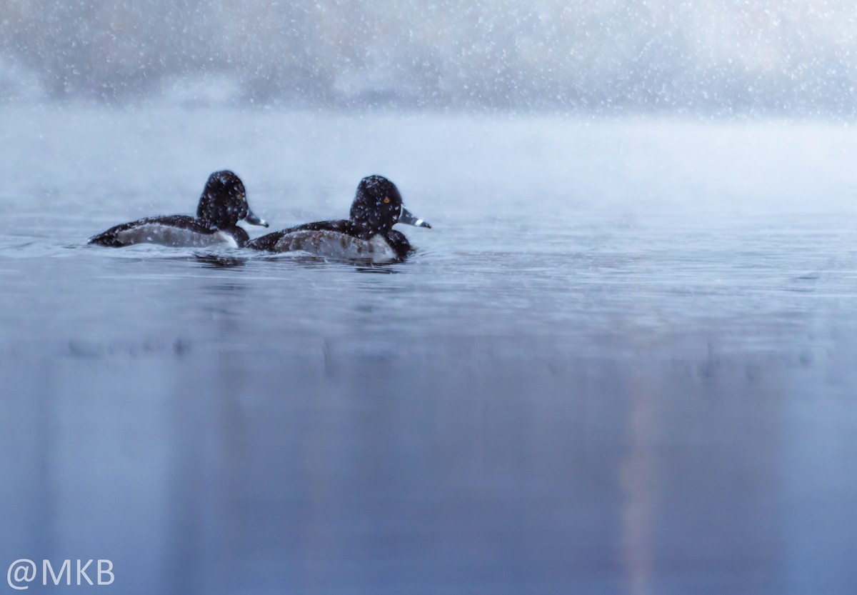 Чернь канадська - ML646678938