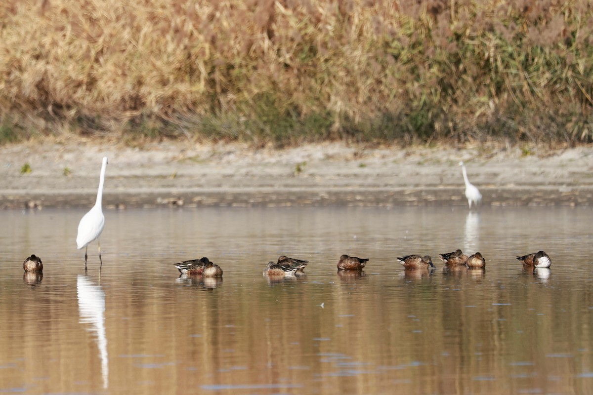 Mestolone - ML646678939