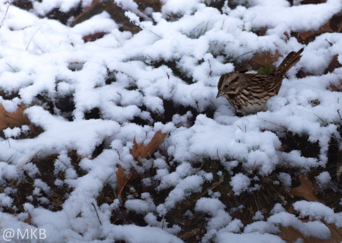 Пасовка співоча - ML646678940