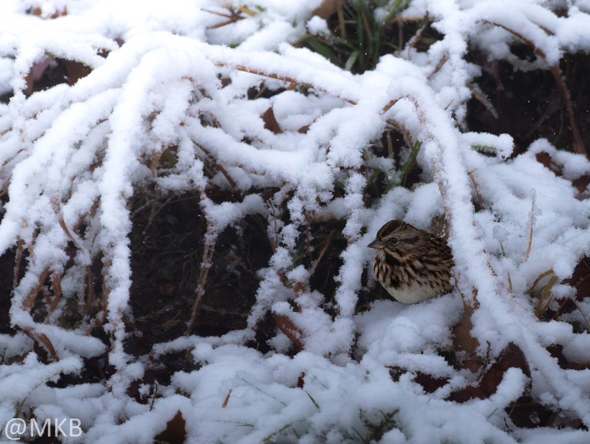 Пасовка співоча - ML646678941