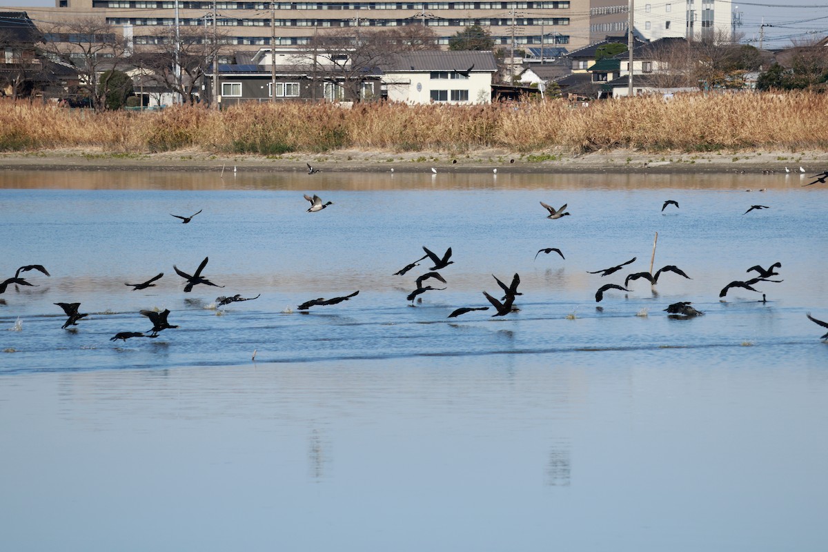 Great Cormorant - ML646678943