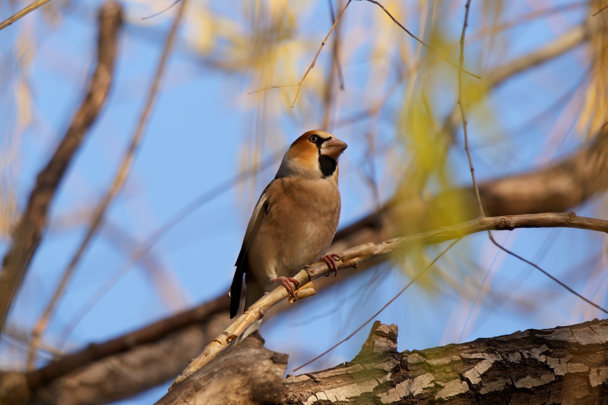 Hawfinch - ML646678944