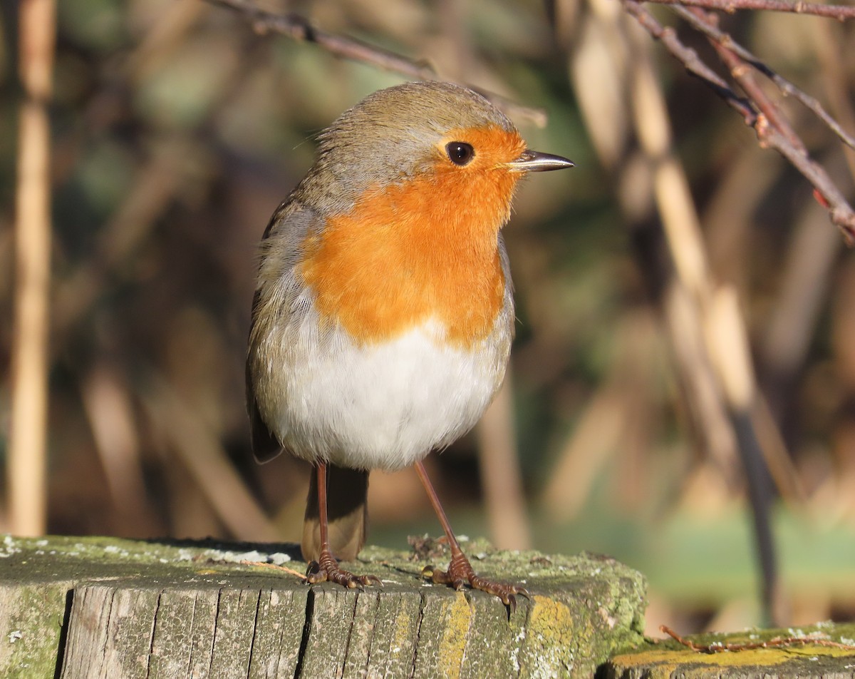 European Robin - ML646678945